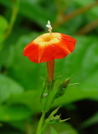 Ipomoea_coccinea_flower2.jpg