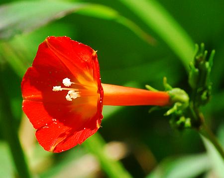 Ipomoea_coccinea_flower3.jpg