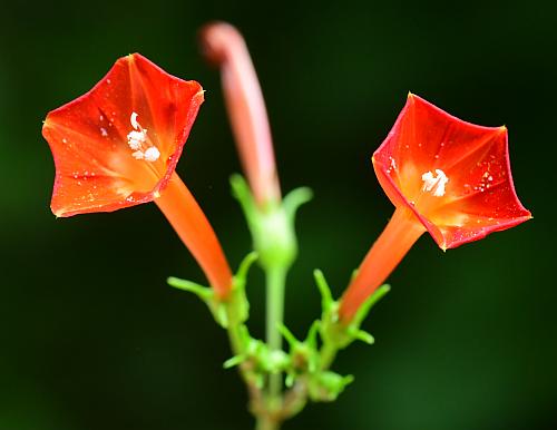 Ipomoea_coccinea_inflorescence2.jpg