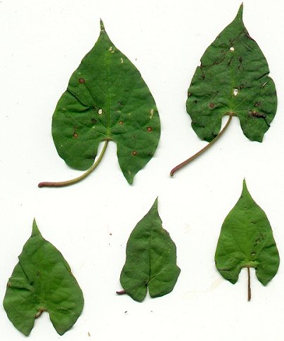 Ipomoea_coccinea_leaves.jpg