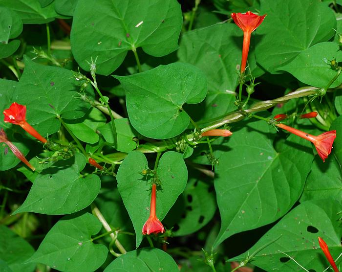 Ipomoea_coccinea_plant.jpg