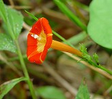 Ipomoea coccinea thumbnail