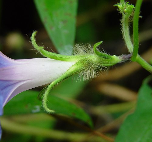 Ipomoea_hederacea_calyx.jpg