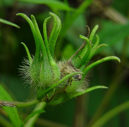 Ipomoea_hederacea_calyx2.jpg