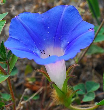 Ipomoea_hederacea_flower2.jpg