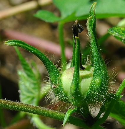 Ipomoea_hederacea_fruit1.jpg