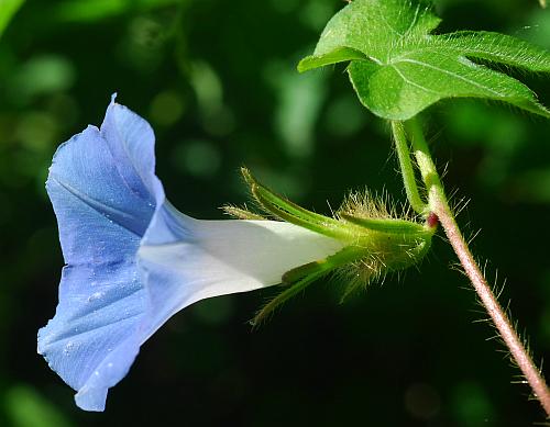 Ipomoea_hederacea_inflorescence.jpg