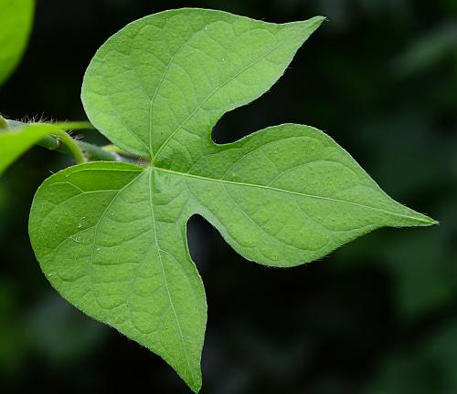 Ipomoea_hederacea_leaf1a.jpg