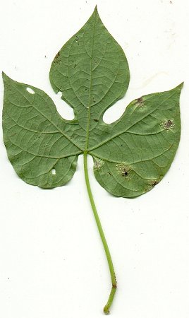 Ipomoea_hederacea_leaf2.jpg