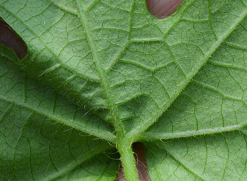 Ipomoea_hederacea_leaf2a.jpg