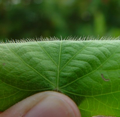 Ipomoea_hederacea_leaf_surface.jpg