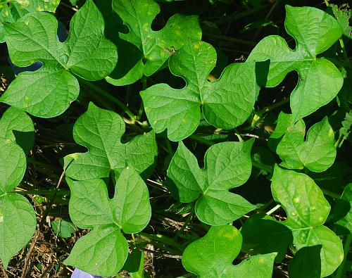 Ipomoea_hederacea_leaves1.jpg