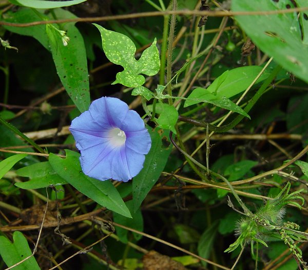 Ipomoea_hederacea_plant.jpg