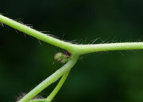 Ipomoea_hederacea_stem.jpg