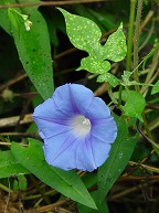 Ipomoea hederacea thumbnail