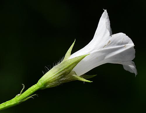 Ipomoea_lacunosa_calyx.jpg