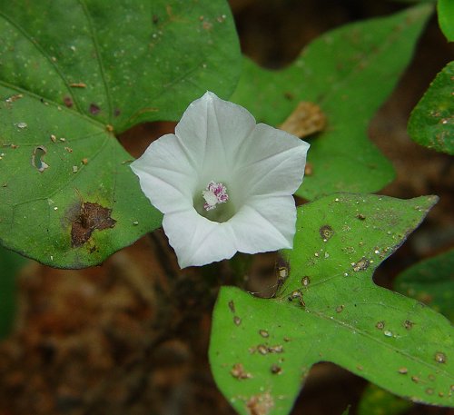 Ipomoea_lacunosa_flower.jpg