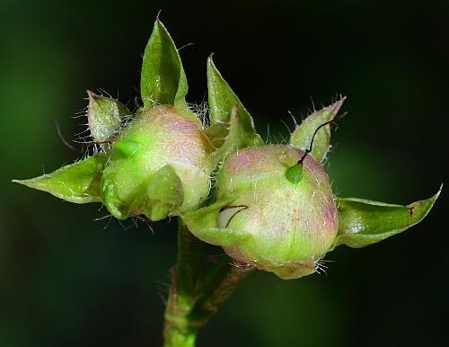 Ipomoea_lacunosa_fruits1.jpg