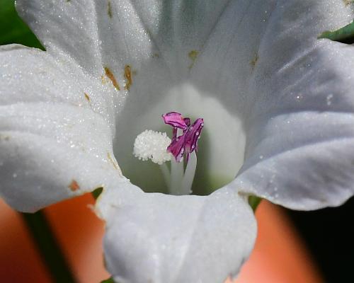 Ipomoea_lacunosa_functional.jpg