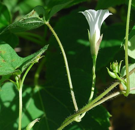 Ipomoea_lacunosa_inflorescence.jpg