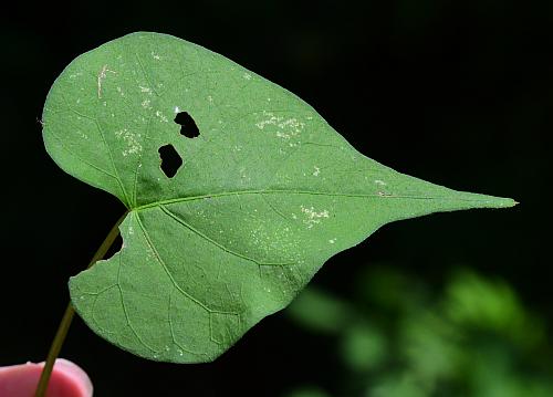 Ipomoea_lacunosa_leaf1.jpg