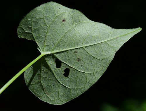 Ipomoea_lacunosa_leaf2.jpg