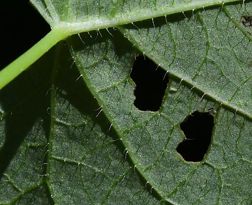 Ipomoea_lacunosa_leaf2a.jpg