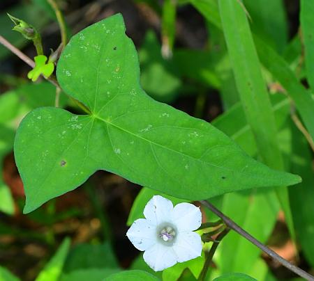 Ipomoea_lacunosa_leaf3.jpg