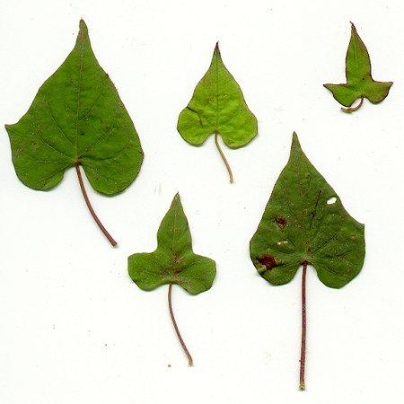 Ipomoea_lacunosa_leaves.jpg