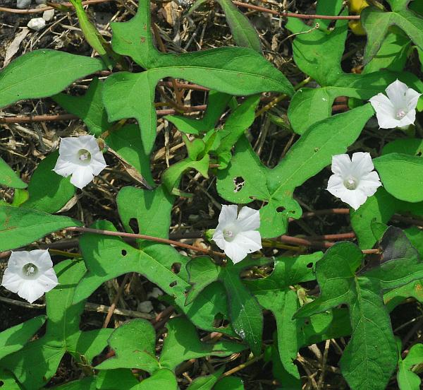 Ipomoea_lacunosa_plant.jpg