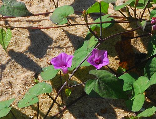 Ipomoea_lacunosa_purpurata.jpg