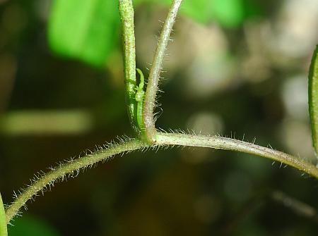 Ipomoea_lacunosa_stem.jpg