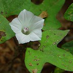 Ipomoea lacunosa thumbnail