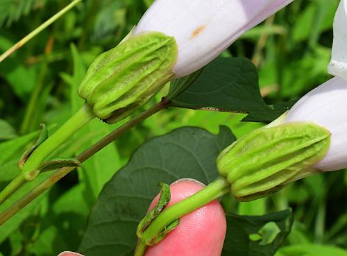 Ipomoea_pandurata_calyces.jpg