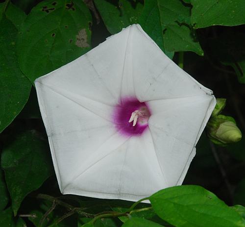 Ipomoea_pandurata_corolla2.jpg