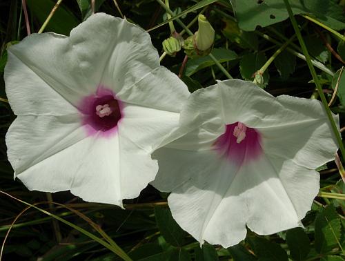 Ipomoea_pandurata_corollas.jpg