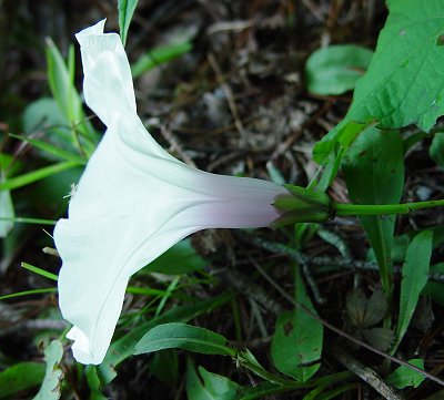 Ipomoea_pandurata_flower2.jpg