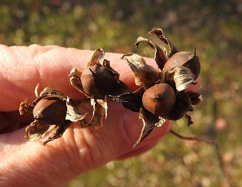 Ipomoea_pandurata_fruits.jpg