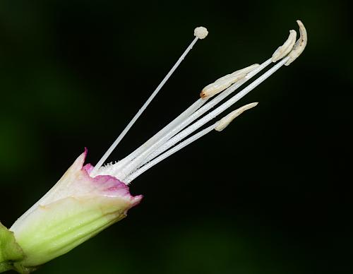 Ipomoea_pandurata_functional.jpg