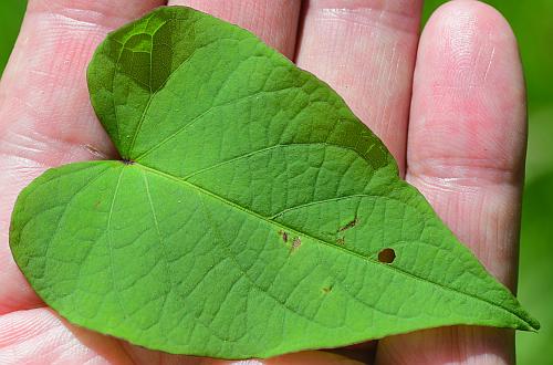 Ipomoea_pandurata_leaf1.jpg