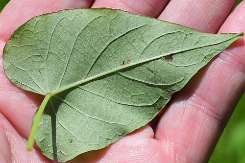 Ipomoea_pandurata_leaf2.jpg