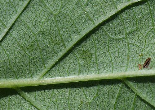 Ipomoea_pandurata_leaf2a.jpg