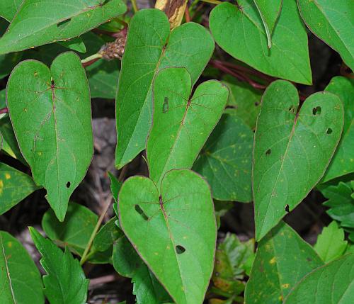 Ipomoea_pandurata_leaves.jpg