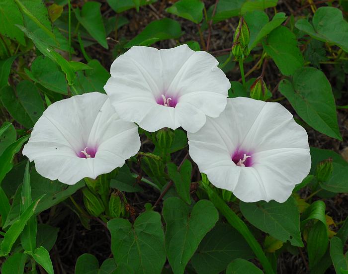 Ipomoea_pandurata_plant.jpg