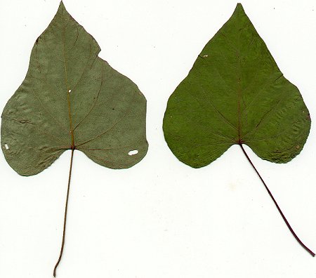 Ipomoea_pandurata_pressd_leaves.jpg