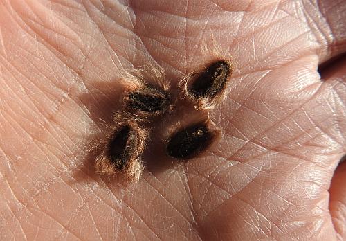 Ipomoea_pandurata_seeds.jpg