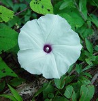 Ipomoea pandurata thumbnail