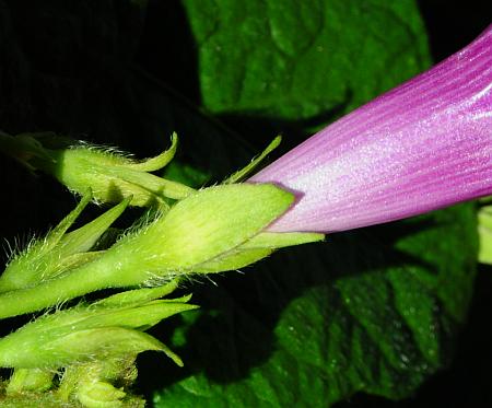 Ipomoea_purpurea_calyx.jpg