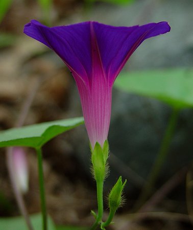 Ipomoea_purpurea_flower2.jpg