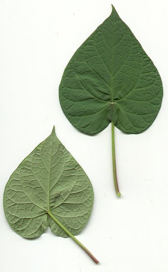 Ipomoea_purpurea_leaves.jpg